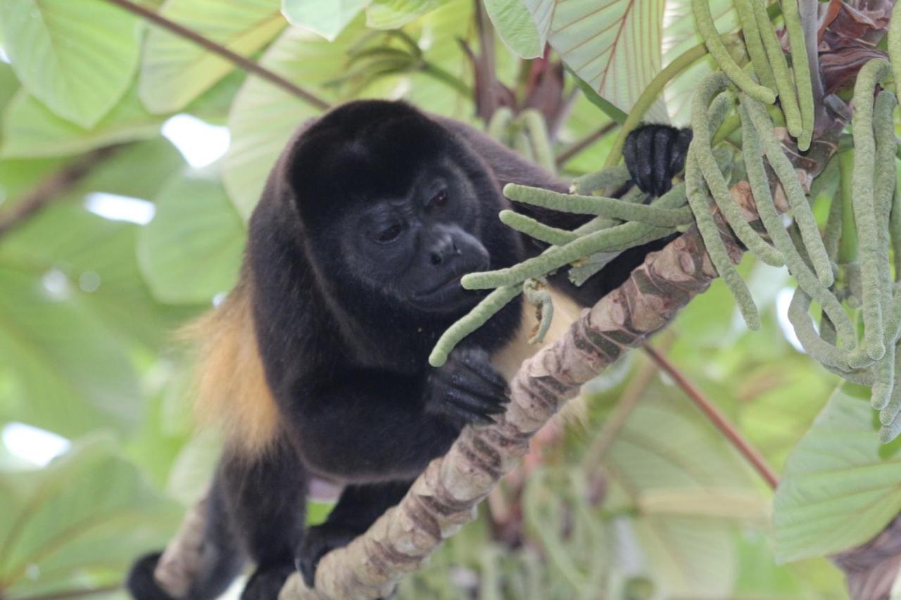 Eden Jungle Lodge Bocas Town Kültér fotó