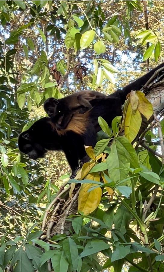 Eden Jungle Lodge Bocas Town Kültér fotó