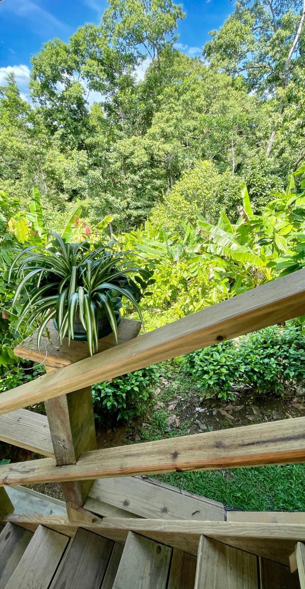 Eden Jungle Lodge Bocas Town Kültér fotó
