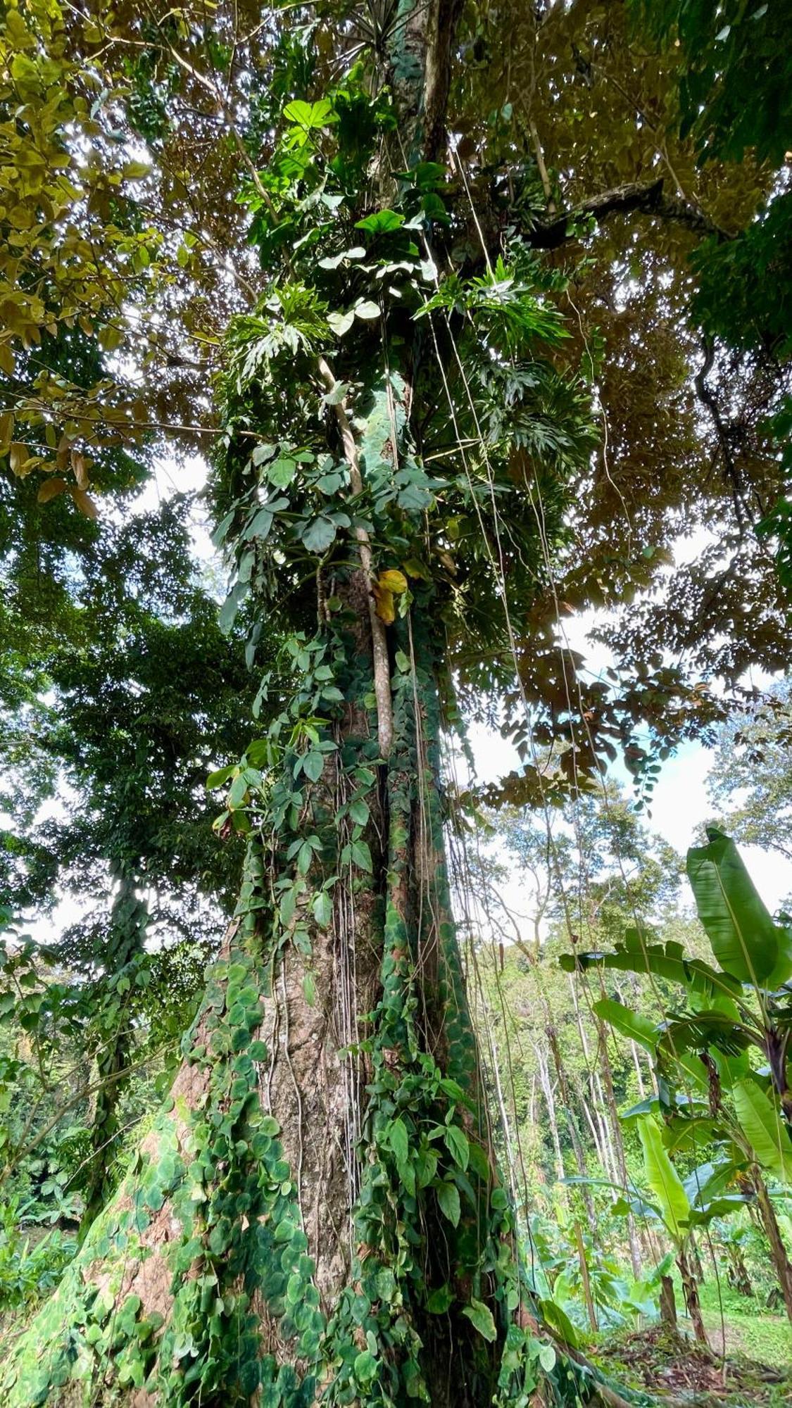 Eden Jungle Lodge Bocas Town Kültér fotó